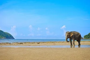 Elephant Beach